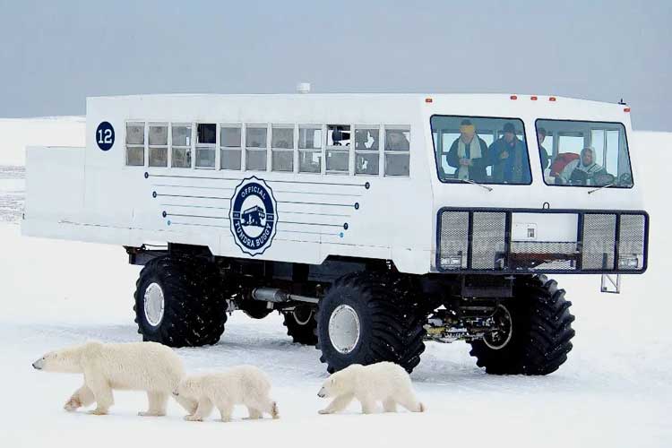 Eisbär trifft E-Bus
