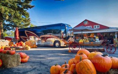 Kürbis, Bus & die Reform…